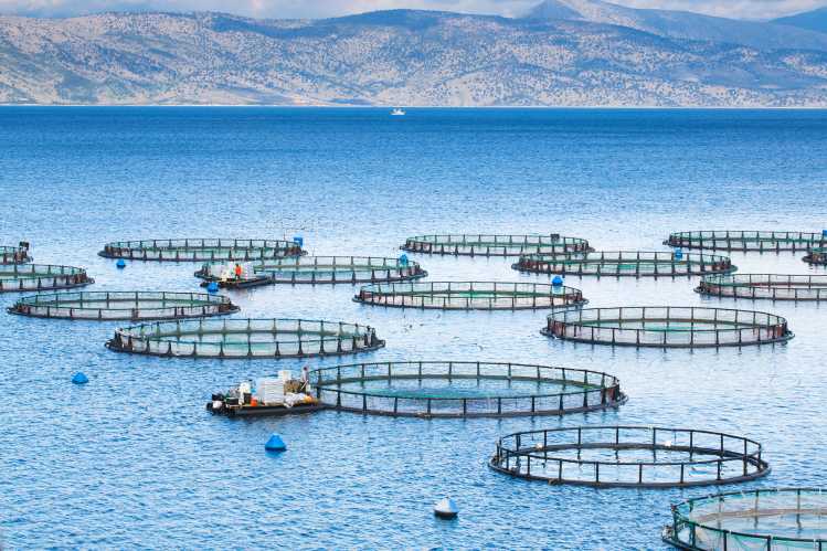 $2B Aquaculture Market in Australia